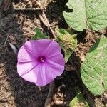 Ipomoea involucrata Blomst