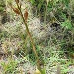 Chloraea magellanica Συνήθη χαρακτηριστικά