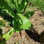 Calendula officinalisLevél