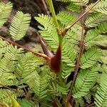 Vachellia cornigera Hoja