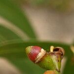 Eucalyptus viminalis Flor