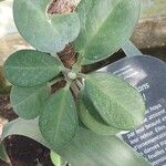 Hoya australis Fuelha