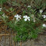 Leptosiphon floribundus Habit