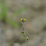 Linaria simplex Flower