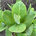 Asclepias latifolia ᱥᱟᱠᱟᱢ