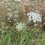 Ammi majus 形態