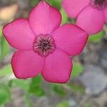 Linum grandiflorumBlomst