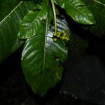 Psychotria grandis Frukto