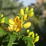 Senna bicapsularis Blüte