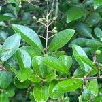 Ligustrum ovalifolium Blatt