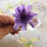 Catananche caerulea花