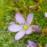 Gentianella cerastioides Flor