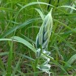 Ornithogalum boucheanum Blatt