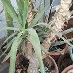 Yucca gigantea Blatt