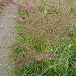 Calamagrostis canescens Flower