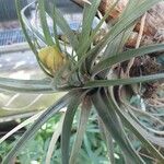 Tillandsia roseoscapa Leaf