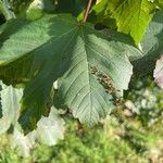 Acer pseudoplatanus Листок