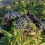 Sambucus ebulusFruit