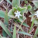 Richardia brasiliensis Flower