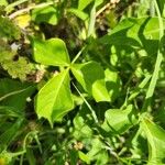 Commiphora baluensis Blatt