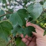 Crataegus phaenopyrum Листок