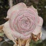 Aeonium aureum Φύλλο