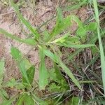 Gaillardia aestivalis Folha