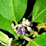 Solanum mauritianum Цвят