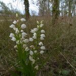 Cephalanthera longifolia 整株植物