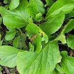 Bergenia crassifoliaLapas