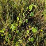 Abutilon grandiflorum Habit