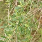 Leptospermum laevigatum Likasa