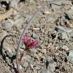Allium monticola Цветок