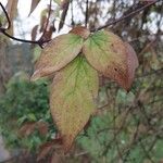 Clematis chrysocoma Hoja