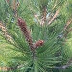 Pinus heldreichii पत्ता