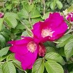 Rosa rugosa花