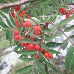 Sorbus aucupariaFruit