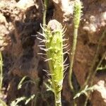 Papaver argemone Fruct