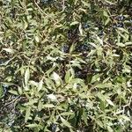 Lithraea molleoides Hoja