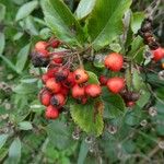 Pyracantha coccinea Fruit