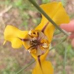 Cypella herbertii Flower