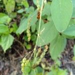 Desmodium tortuosum Fruit