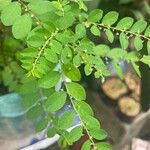 Phyllanthus tenellus Blatt