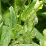 Crepis pyrenaica Leaf