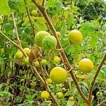 Solanum viarum Fruit