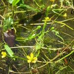 Ranunculus flabellaris Hábito