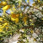 Cytisus galianoi Leaf