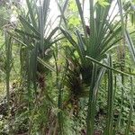 Pandanus urophyllus Leaf