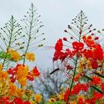 Caesalpinia pulcherrima Cvet