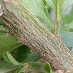 Solanum pseudocapsicum Coajă